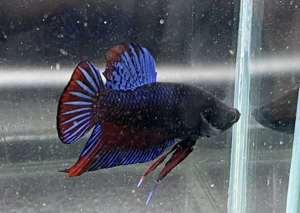 Betta Poisson Dans Aquarium — Photo