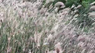 Doğa bahçesinde şişmiş parmak otu çiçeği