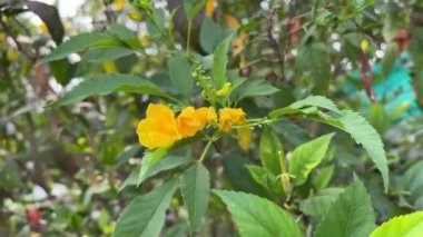 yellowTecoma stans flower in nature garden