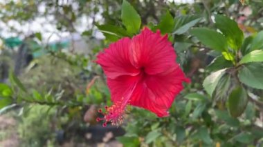 kırmızı amber çiçeği doğa bahçesinde