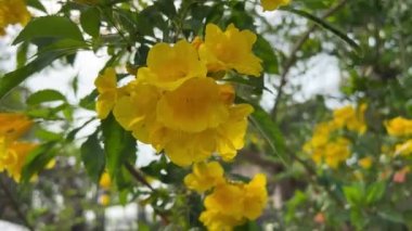 yellowTecoma stans flower in nature garden