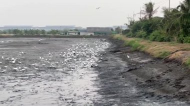 egret on dry fish at Chachoengsao Thailand