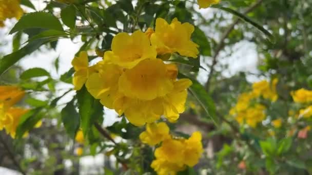 Yellowtecoma Stans Flower Nature Garden — Vídeos de Stock