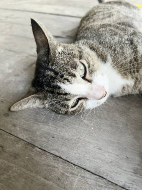 cute tabby cat on wooden table
