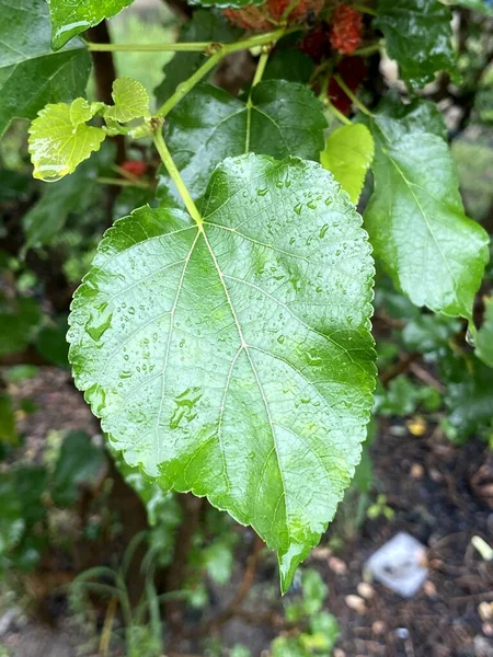 Green Mulberry Eaves Garden — Foto Stock