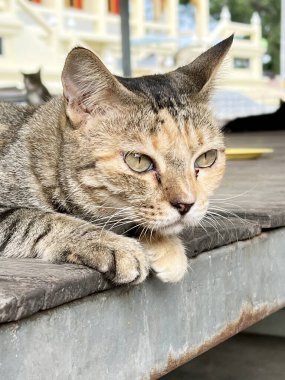 Şirin bir kedinin portresi