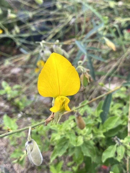 Όμορφο Κίτρινο Λουλούδι Ηλιοτροπίου Στον Κήπο — Φωτογραφία Αρχείου