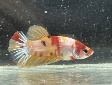 Akvaryumdaki güzel renkli bez balığı.