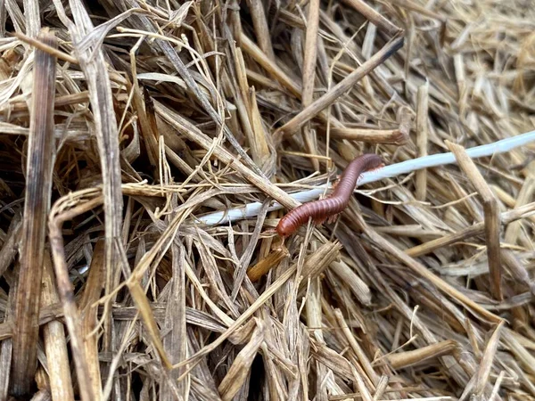Close Millipede Dry Grass — Foto de Stock