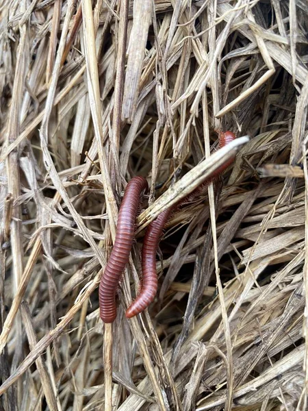 Close Millipede Dry Grass — Stockfoto