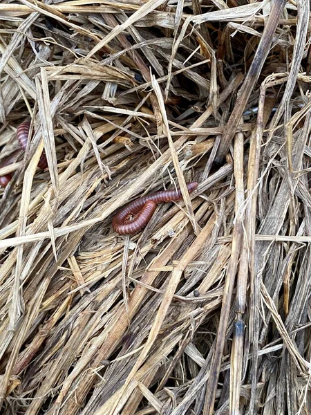 Close Millipede Dry Grass — Stockfoto