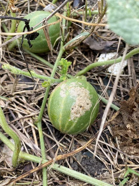 Bryonia Laciniosa Fruit Nature Garden — Stock Fotó