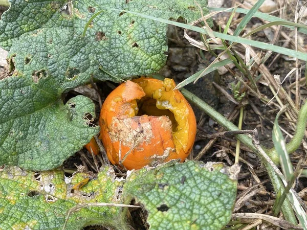 Close Bryonia Laciniosa Fruit Nature Garden — Stock Fotó