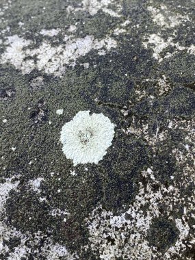 dirty cement floor texture background