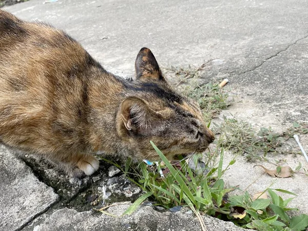 Een Kat Het Wild — Stockfoto