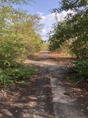 close up road in the forest