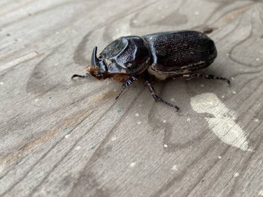 ahşap bir arka plan üzerinde böcek