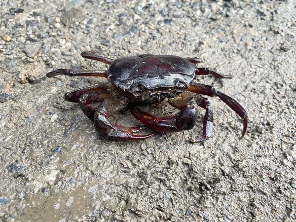 Sebuah Tembakan Closeup Kepiting Atas Batu — Stok Foto