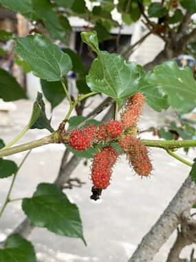 Doğa bahçesinde dut meyvesi