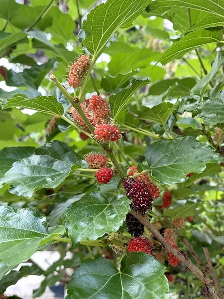 Mulberry Fruit Nature Garden — Stockfoto