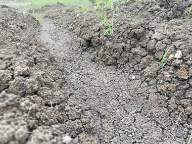 Toprakta büyüyen genç yeşil bir çimene yakın.