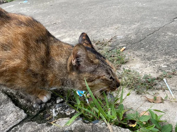 Gato Está Deitado Chão — Fotografia de Stock