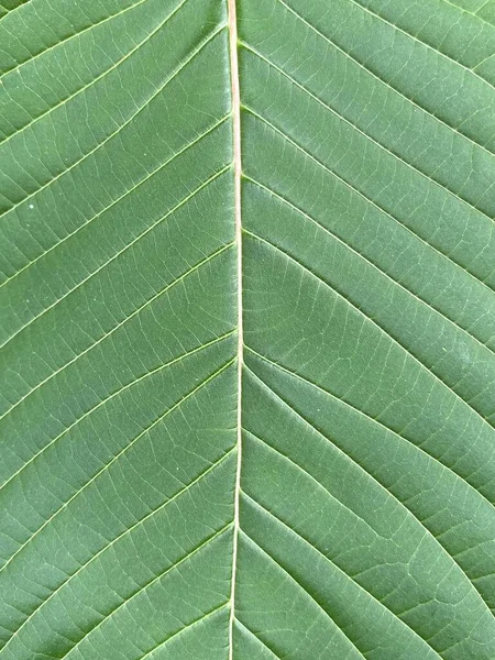 Green Teak Leaves Texture Close — Fotografia de Stock