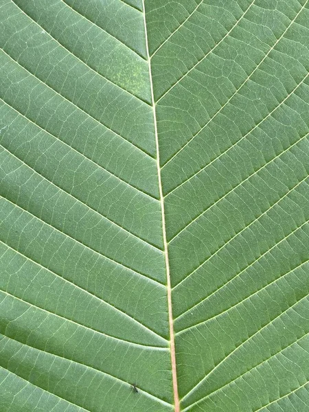 Green Teak Leaves Texture Close — 스톡 사진