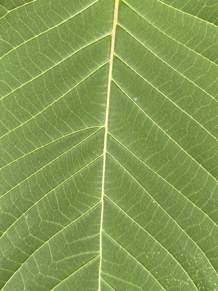 Green Teak Leaves Texture Close — Foto Stock