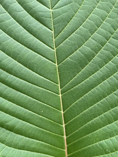 Green Teak Leaf Texture Background — Photo