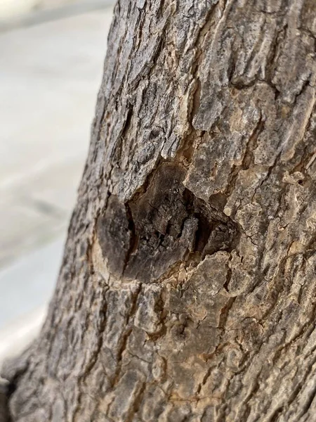 Primer Plano Tronco Árbol — Foto de Stock