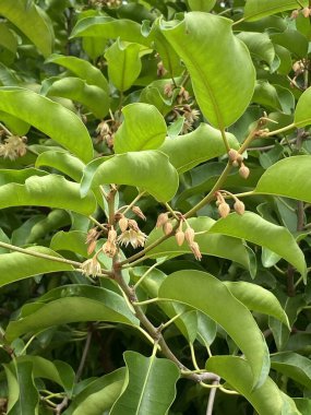 Mimusops flower in nature garden