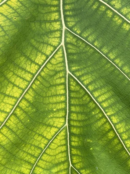 Green Teak Leaf Texture Background — Stock Fotó