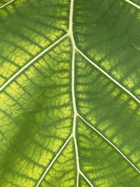 Green Teak Leaf Texture Background — Stok fotoğraf