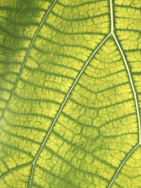 Close Green Teak Leaf Texture — 图库照片