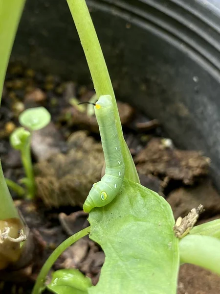 Close Van Een Groene Sprinkhaan — Stockfoto