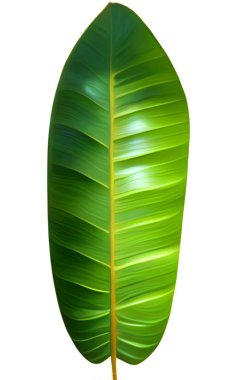 Beyaz arkaplanda yeşil yaprak izole edildi