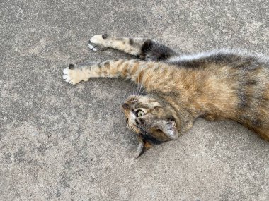 close up cat in the park