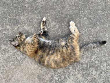 close up cat in the park