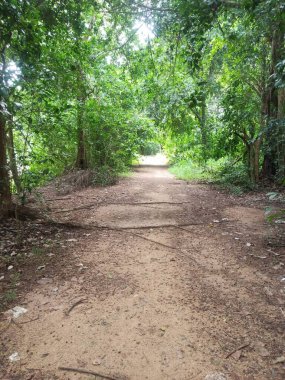 Parktaki yeşil orman