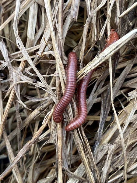 Close Millipede Dry Grass — Stockfoto