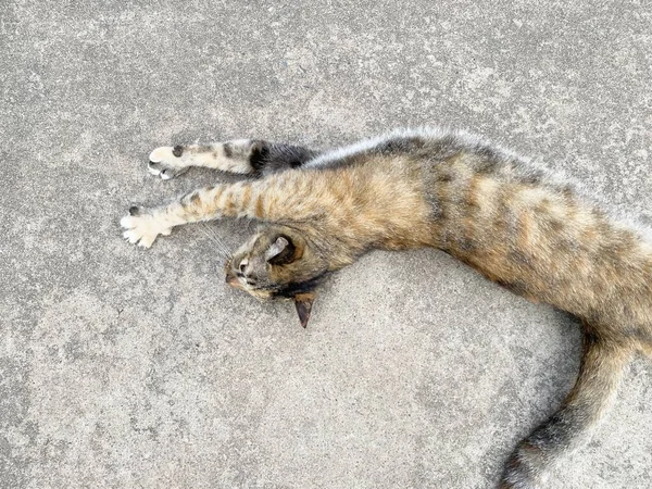 Katze Liegt Auf Dem Boden — Stockfoto