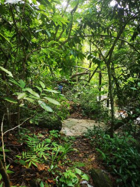 Ormandaki tropikal orman