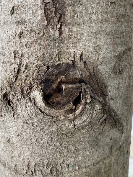 Tree Bark Trunk Old Stump — Stockfoto
