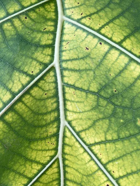 Green Teak Leaf Texture Background — Foto Stock