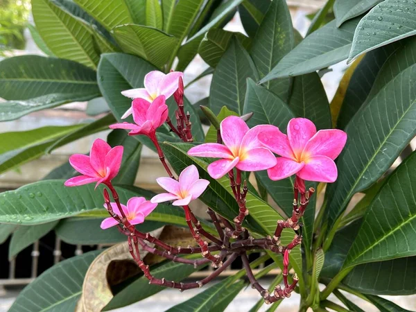 Rózsaszín Plumeria Virág Kertben — Stock Fotó