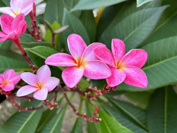 Fiore Plumeria Rosa Giardino — Foto Stock