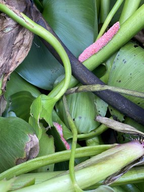 Eggs Channeled applesnail on green grass