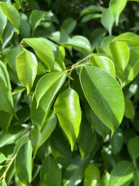 Green banyan leaf in nature garden