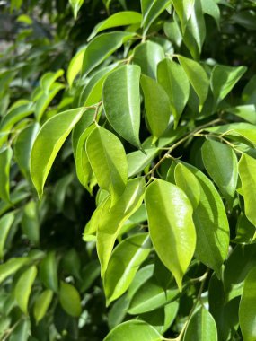 Green banyan leaf in nature garden
